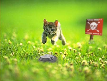 Image dlire : bye bye kitty