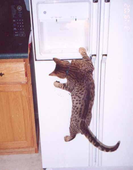 Image dlire : animaux-2