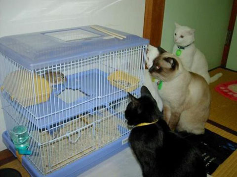 Image dlire : animaux-4