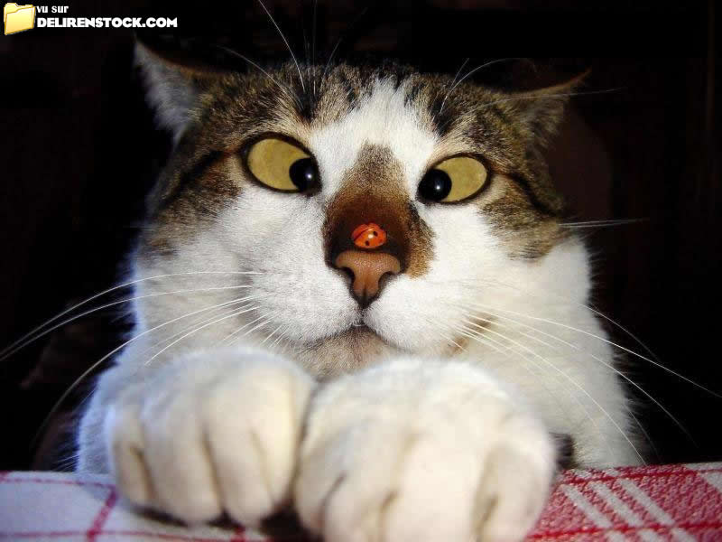 Image dlire : animaux-6