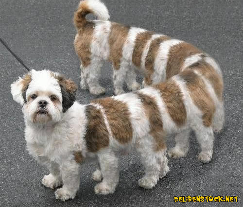 Image dlire : animaux-69