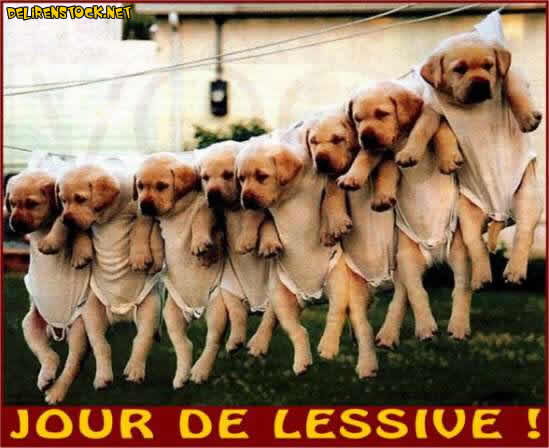 Image dlire : animaux-74