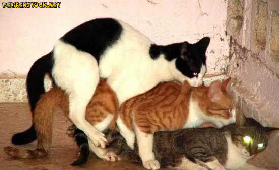 Image dlire : animaux-76