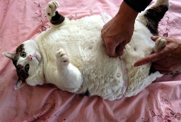 Image dlire : Gros chat