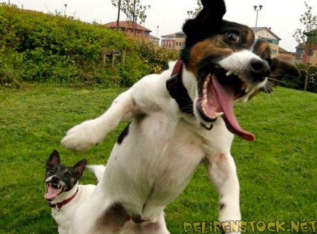 Image dlire : Happy dog