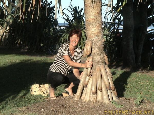 Image dlire : arbre phallus