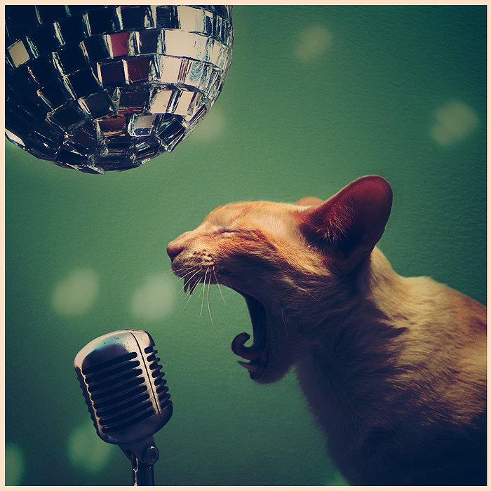 Image dlire : Chat rockstar