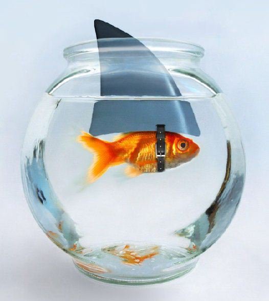 Image dlire : Attention poisson dangereux