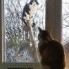 Image delire : animaux 78