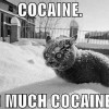 Image delire : Cocainocat