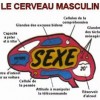 Image delire : Le cerveau de l'Homme