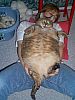 Image delire : animaux-10