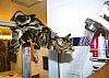 Image delire : animaux-12