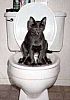 Image delire : animaux-19