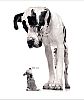 Image delire : animaux-21