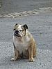 Image delire : animaux-22