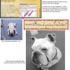 Image delire : animaux-24