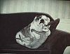 Image delire : animaux-27