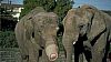 Image delire : animaux-29