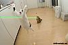 Image delire : animaux-3