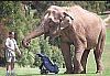 Image delire : animaux-30