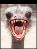 Image delire : animaux-32