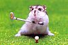 Image delire : animaux-33