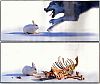 Image delire : animaux-34