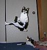 Image delire : animaux-35
