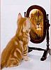 Image delire : animaux-38