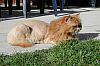 Image delire : animaux-39
