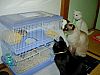 Image delire : animaux-4