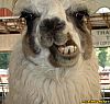 Image delire : animaux-57