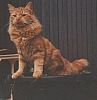 Image delire : animaux-59