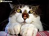 Image delire : animaux-6