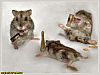 Image delire : animaux-66