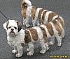 Image delire : animaux-69