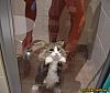 Image delire : animaux-73