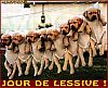 Image delire : animaux-74