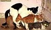 Image delire : animaux-76