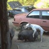 Image delire : chien VS sanglier