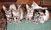 Image delire : animaux-9