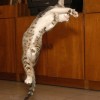 Image delire : Chat souple