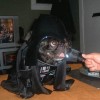 Image delire : Dog-vador