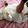 Image delire : Gros chat