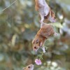 Image delire : Hamster Romantique
