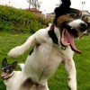 Image delire : Happy dog
