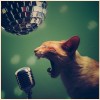 Image delire : Chat rockstar