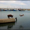 Image delire : Sauf qui plouf!