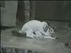 Vido dlire : Orgie animale